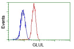 GLUL / Glutamine Synthetase Antibody (clone OTI1F4)