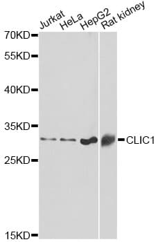 CLIC1 / NCC27 Antibody