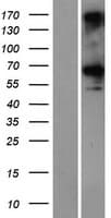 CCDC76 Protein (Over-Expression Lysate Myc-DDK (Flag))