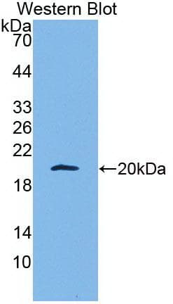 Apolipoprotein A-V Antibody (clone C11, APC)
