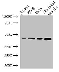 MEIS1 Antibody