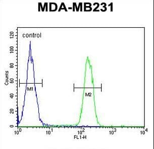 ARG1 / Arginase 1 Antibody (aa293-322)