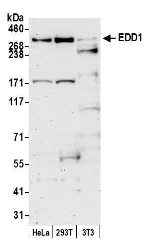 Polyclonal Rabbit anti-Human UBR5 Antibody (aa600-650, IHC, WB)