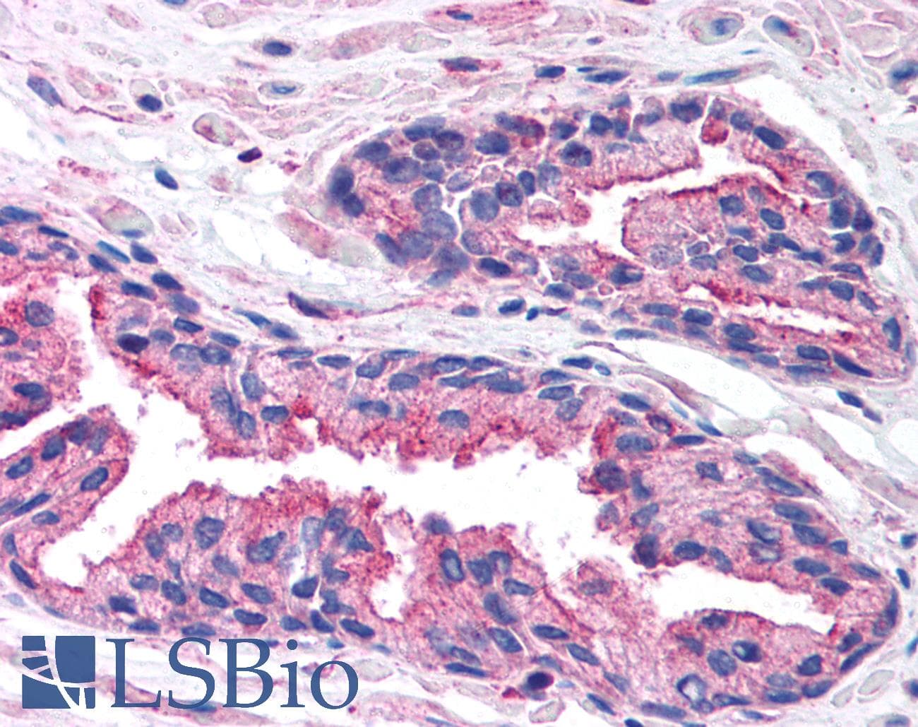 RAB14 Antibody (C-Terminus)