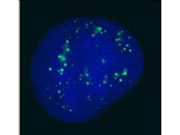 IHC-plus™ CBX4 Antibody