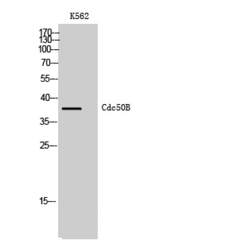 Polyclonal Rabbit anti-Human TMEM30B Antibody (60-140 aa, Internal, WB)