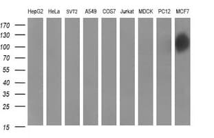Monoclonal Mouse anti-Human CD44 Antibody (clone OTI1E3, IHC, IF, WB)