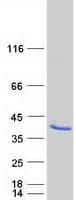 Human APOL2 / Apolipoprotein L 2 (Recombinant Myc-DDK (Flag))
