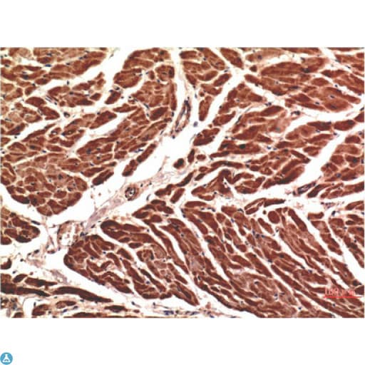 CD144 / CDH5 / VE Cadherin Antibody