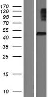 DISC1 Protein (Over-Expression Lysate Myc-DDK (Flag))