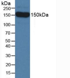 SEMA5B / Semaphorin 5B Antibody (aa836-1013, PE)