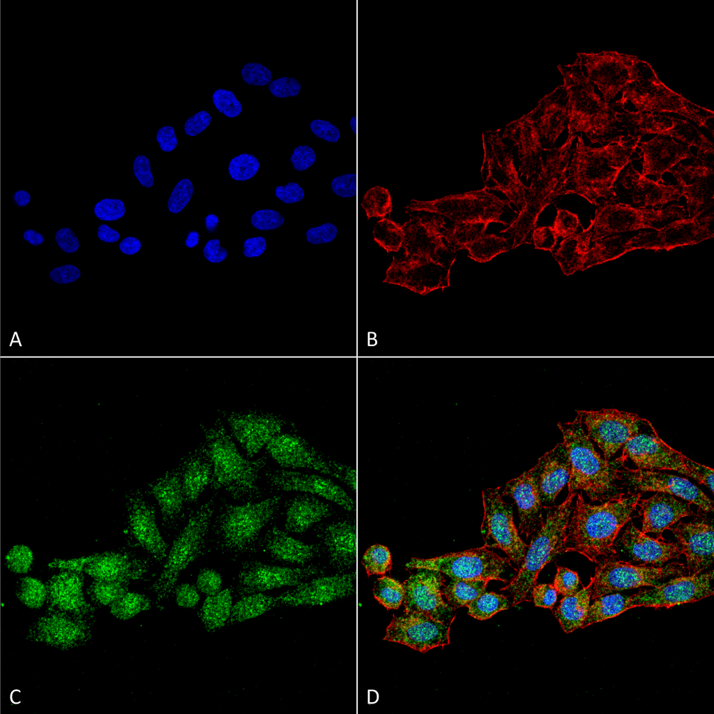 WDR45 Antibody (RPE)
