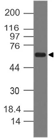 TNFSF11 / RANKL / TRANCE Antibody