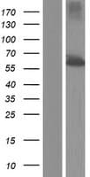 TBC1D24 Protein (Over-Expression Lysate Myc-DDK (Flag))