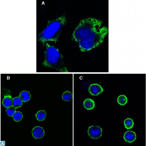 RPS27 / Ribosomal Protein S27 Antibody