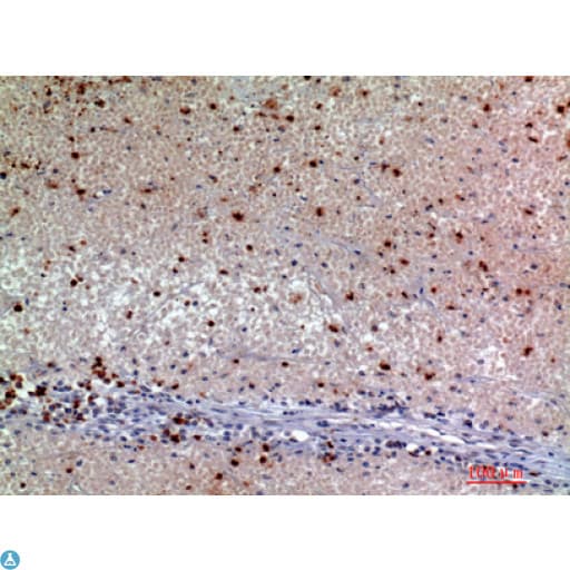 SNCA / Alpha-Synuclein Antibody