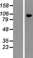 FAM40A Protein (Over-Expression Lysate Myc-DDK (Flag))