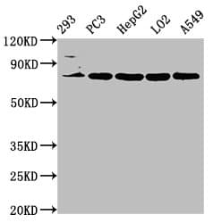 NLN / Neurolysin Antibody