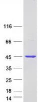 Human HMCES / C3orf37 Protein (Recombinant Myc-DDK (Flag))