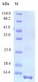 Human CCL23 / MIP3 Protein (Recombinant)