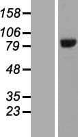 HOOK3 Protein (Over-Expression Lysate Myc-DDK (Flag))