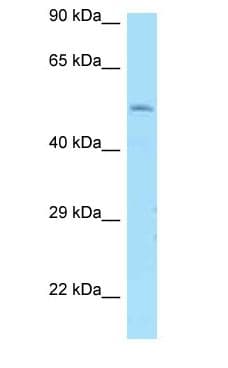 DRD1 / Dopamine Receptor D1 Antibody (aa139-188)