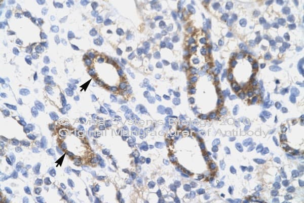 SOX10 Antibody (aa191-240)