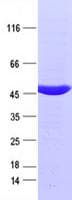 Human IDH2 Protein (Recombinant DDK,C-terminus)