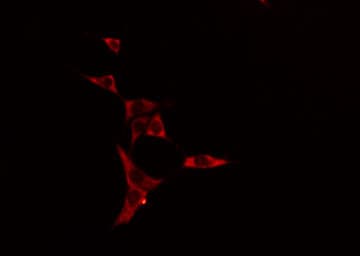 Polyclonal Rabbit anti-Human DNAL1 Antibody (IF, WB)