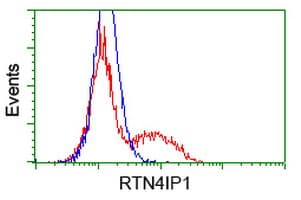 RTN4IP1 / NIMP Antibody (clone OTI1E1, Carrier-free)