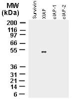 XIAP Antibody (aa163-230)