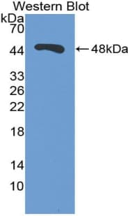ENO1 / Alpha Enolase Antibody (PE)