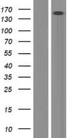 ERCC6L / FLJ20105 Protein (Over-Expression Lysate Myc-DDK (Flag))