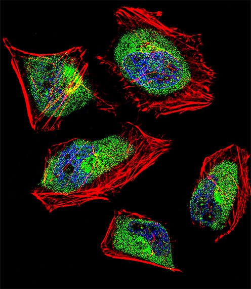 CNOT8 Antibody (aa227-255)