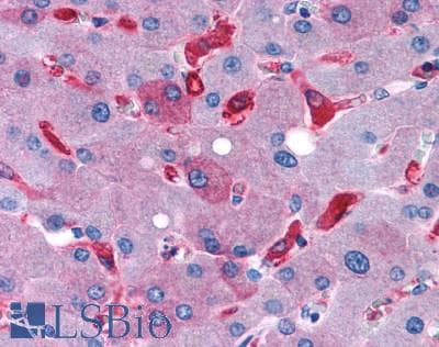 IHC-plus™ ADGRG7 / GPR128 Antibody (C-Terminus)