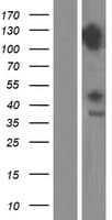 DDX42 Protein (Over-Expression Lysate Myc-DDK (Flag))