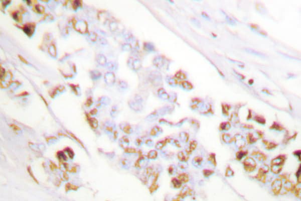 XRCC1 Antibody (Gly552)
