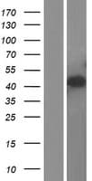 SLC30A4 Protein (Over-Expression Lysate Myc-DDK (Flag))