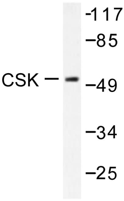 c-Src Kinase / CSK Antibody (Leu558)