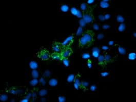 MRPS27 Antibody (aa151-414, clone OTI2G9, Carrier-free)