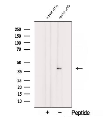 SPATA22 Antibody
