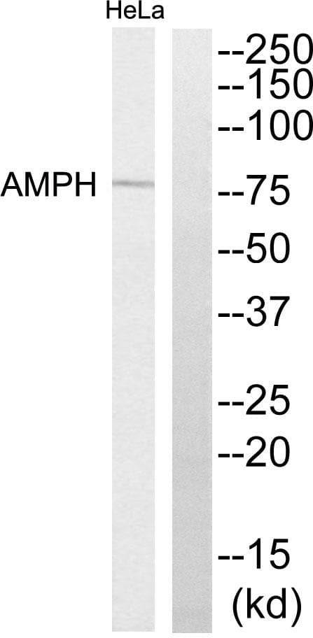 AMPH / Amphiphysin Antibody