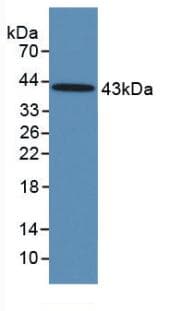 FSH Antibody (Biotin)