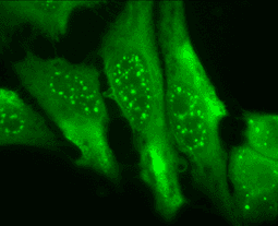 HMOX1 / HO-1 Antibody (aa1-30, clone 1F12.A6)