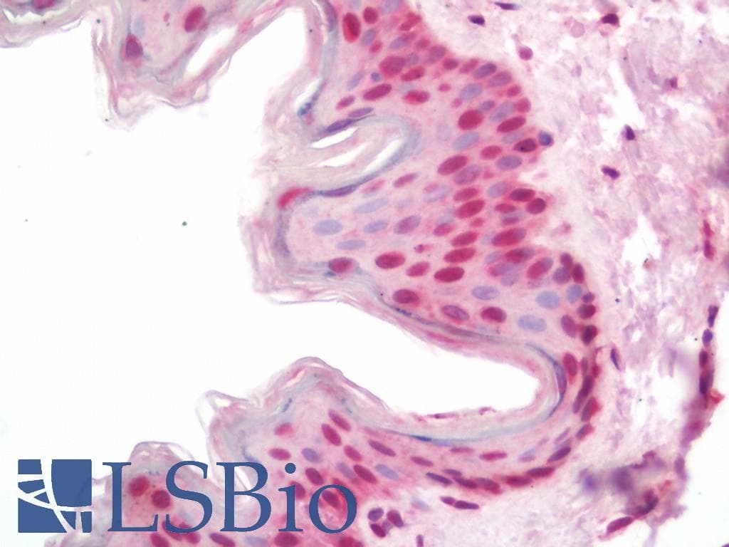IHC-plus™ Polyclonal Rabbit anti-Human ZFHX3 / ATBF1 Antibody (IHC, IF, WB)