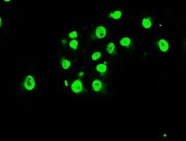 MAPK1 / ERK2 Antibody (clone OTI7E7)