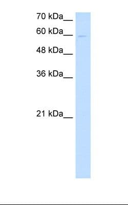 Polyclonal Rabbit anti-Human NPNT / Nephronectin Antibody (aa351-400, WB)