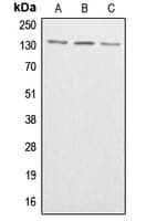 ABL Antibody (phospho-Tyr393/Tyr439)