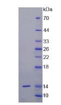 Mouse IL13 Protein (Recombinant His, N-Terminal)