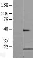 FUNDC1 Protein (Over-Expression Lysate Myc-DDK (Flag))